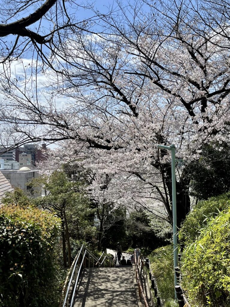中目黒・西郷山公園　東側階段の桜