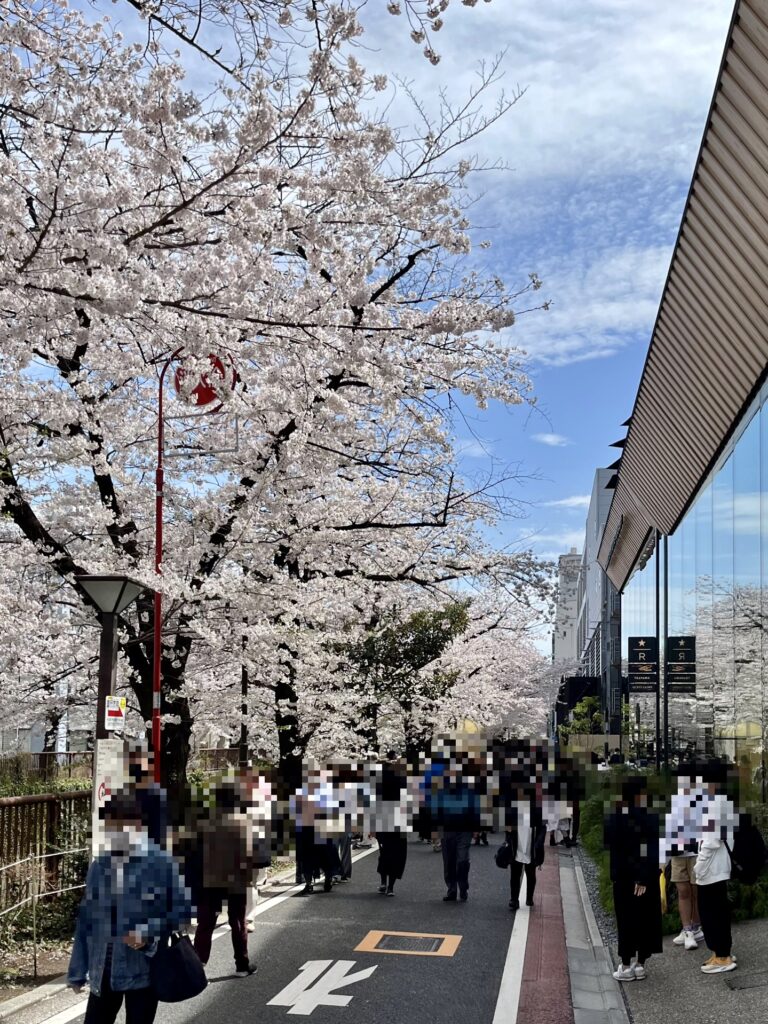 目黒川　スターバックスわきの桜並木
