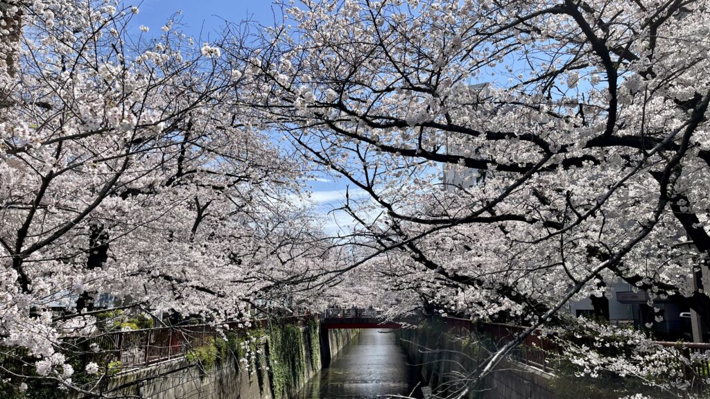 目黒川「柳橋」の桜