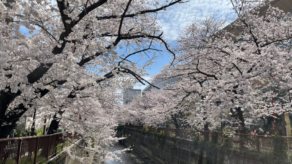 目黒川「南部橋」の桜