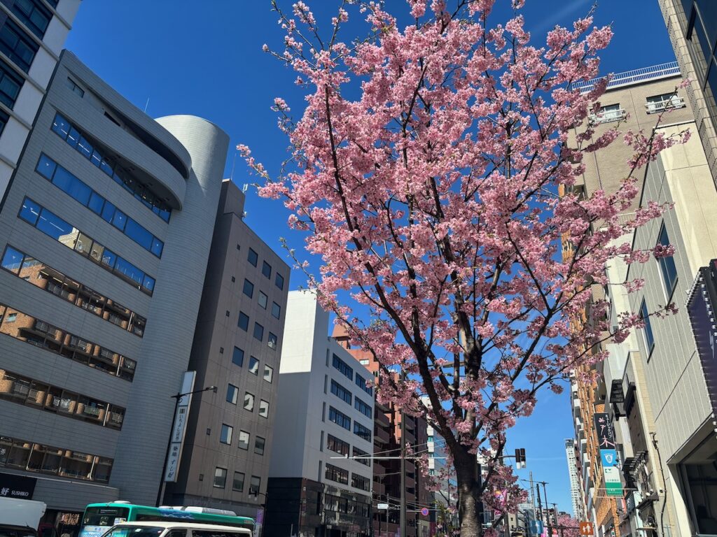 山手通り沿いの桜